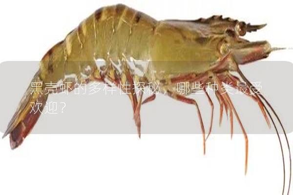 黑殼蝦的多樣性探秘，哪些種類最受歡迎？